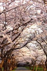 桜の帰り道