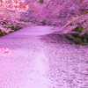 春 -花筏-