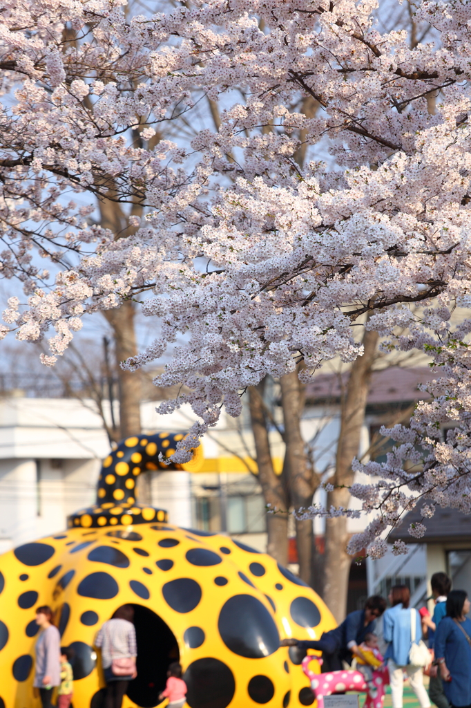 十和田の桜 IV