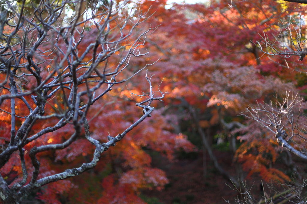 長谷寺の秋 02