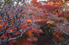 長谷寺の秋 02 長谷寺の秋 02
