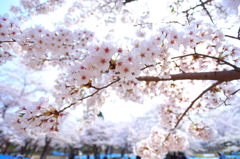 盛岡の桜 VIII