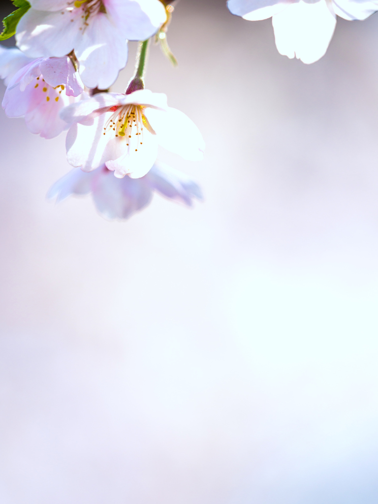 盛岡・朝桜 VIII