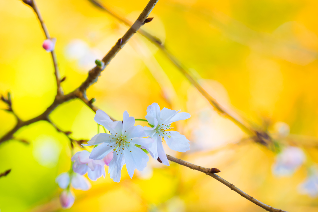 四季桜