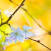 四季桜