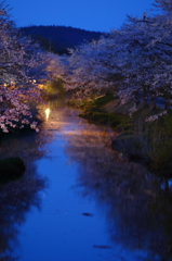 花切川の桜 VI