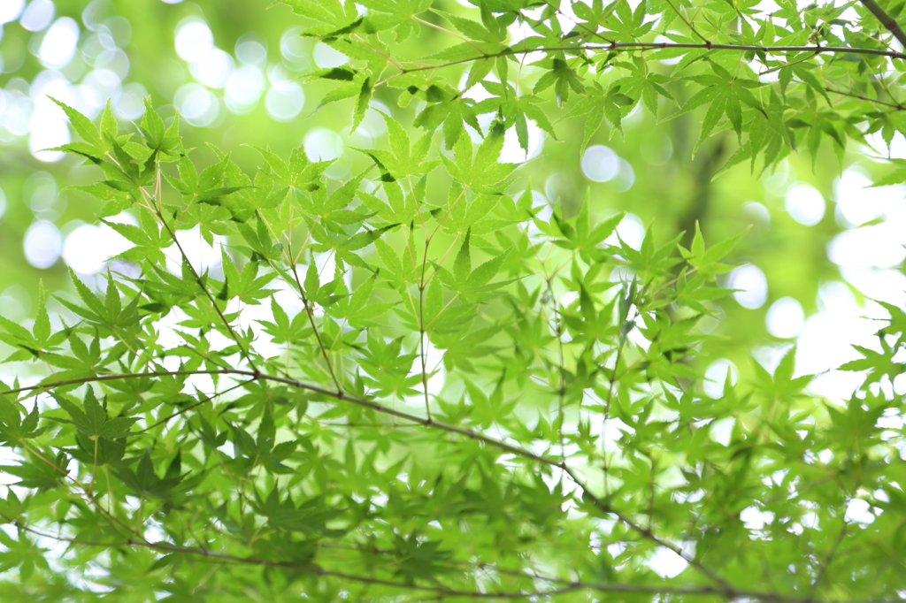 上野公園の緑もみじ