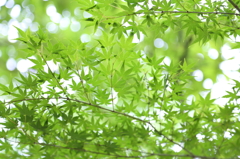 上野公園の緑もみじ