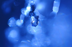 Blue World II