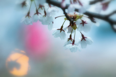 夕暮れのいちょう公園の桜 夕暮れのいちょう公園の桜