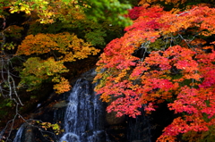 秋の不動の滝 IX