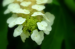 紫陽花・東慶寺 XI