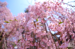 西光寺の桜 II