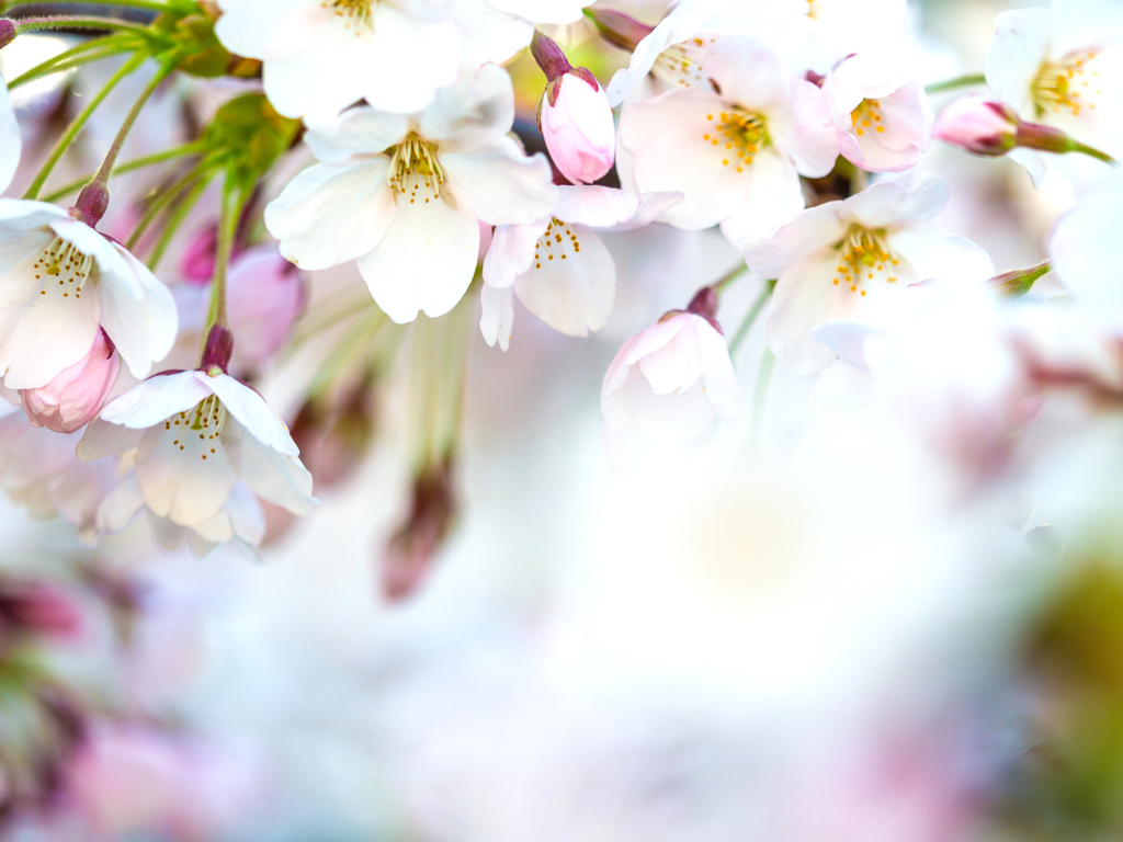 盛岡・朝桜 VII