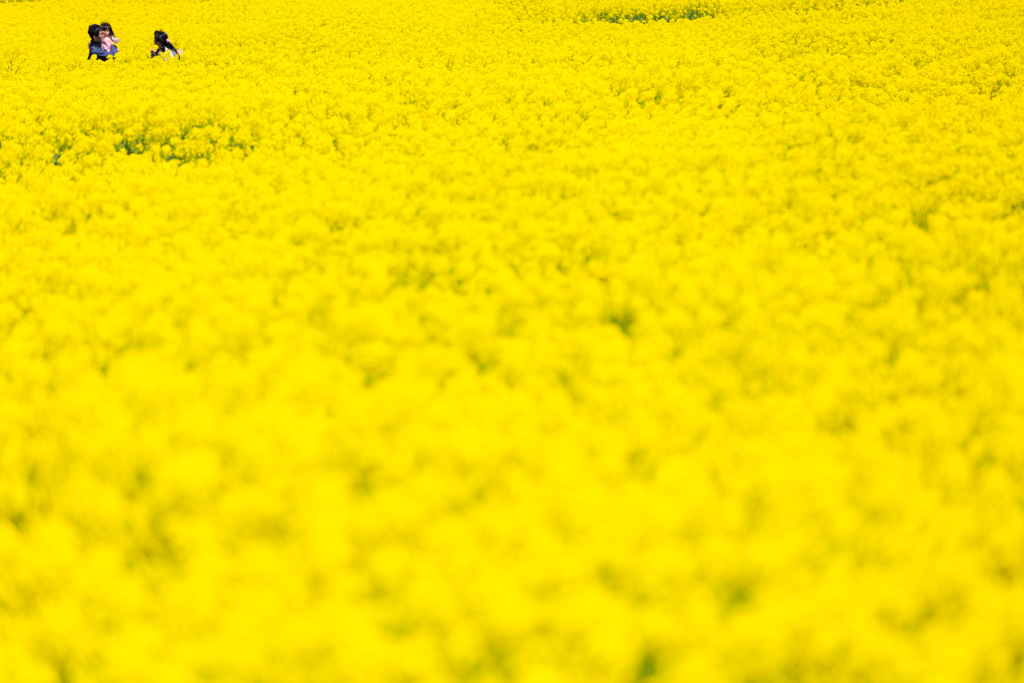 春 -菜の花-