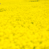 春 -菜の花-