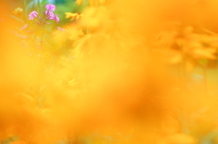 黄色の世界の中に・・・