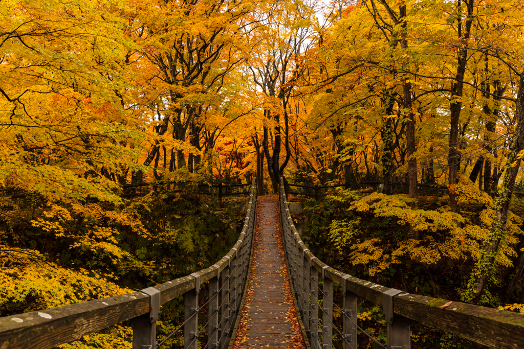 もみじ山の紅葉 VI