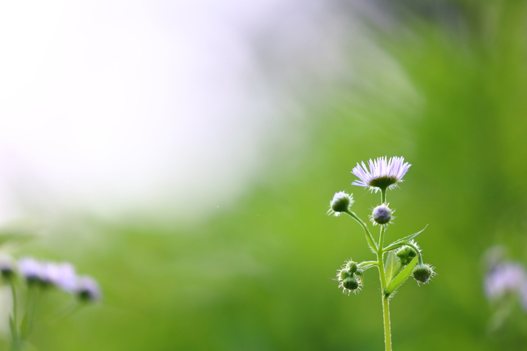 花たちの目覚め