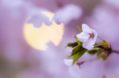 夕暮れのいちょう公園の桜 夕暮れのいちょう公園の桜