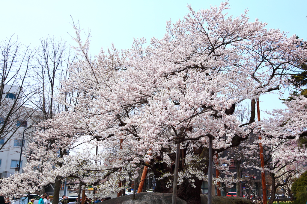 盛岡市・石割桜