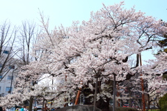 盛岡市・石割桜 盛岡市・石割桜