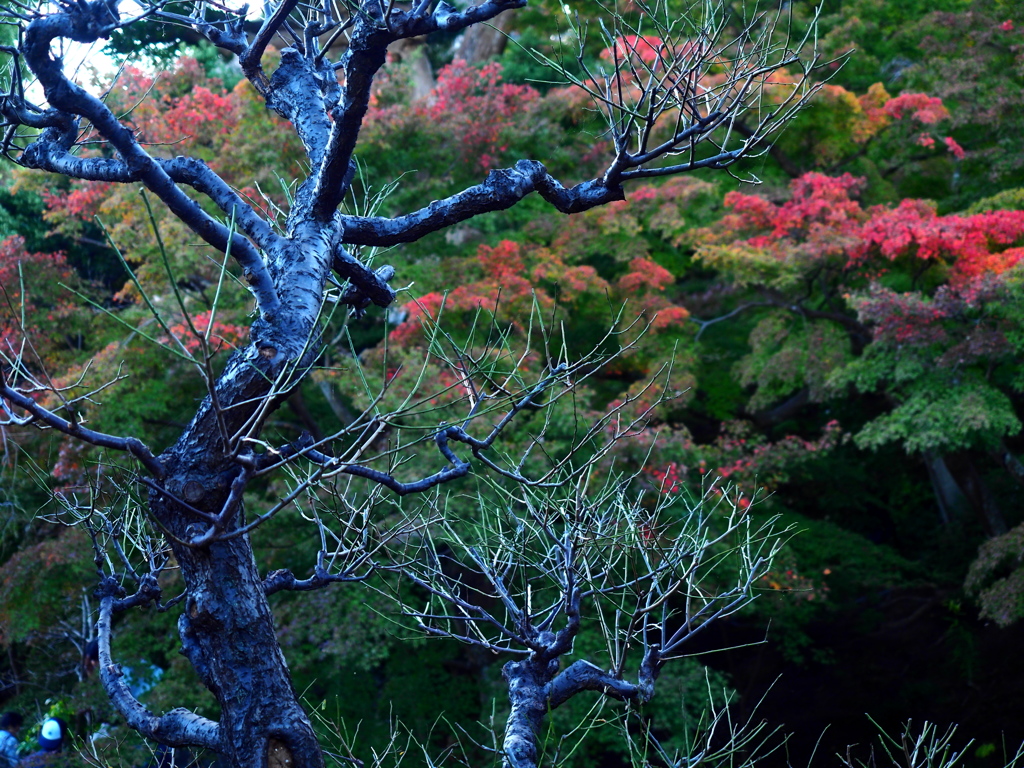 本番前の長谷寺 I