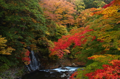 中野もみじ山 2014 VII