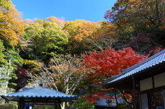 明月院の秋 02 明月院の秋 02