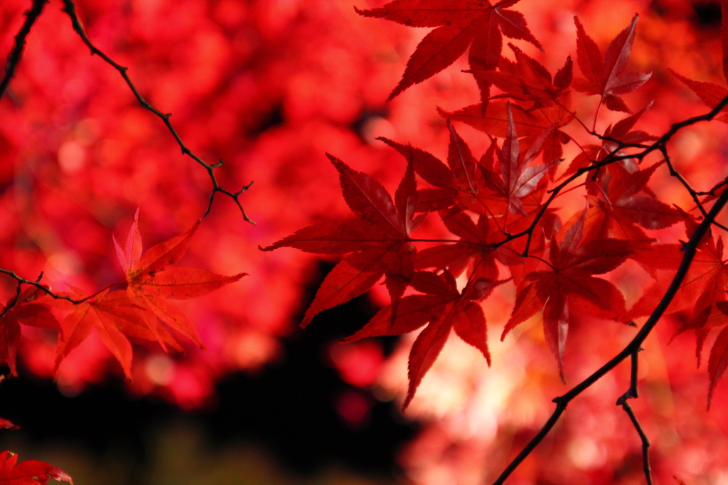 中野もみじ山・夜紅葉
