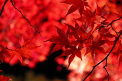 中野もみじ山・夜紅葉