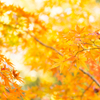 ラスト紅葉 I