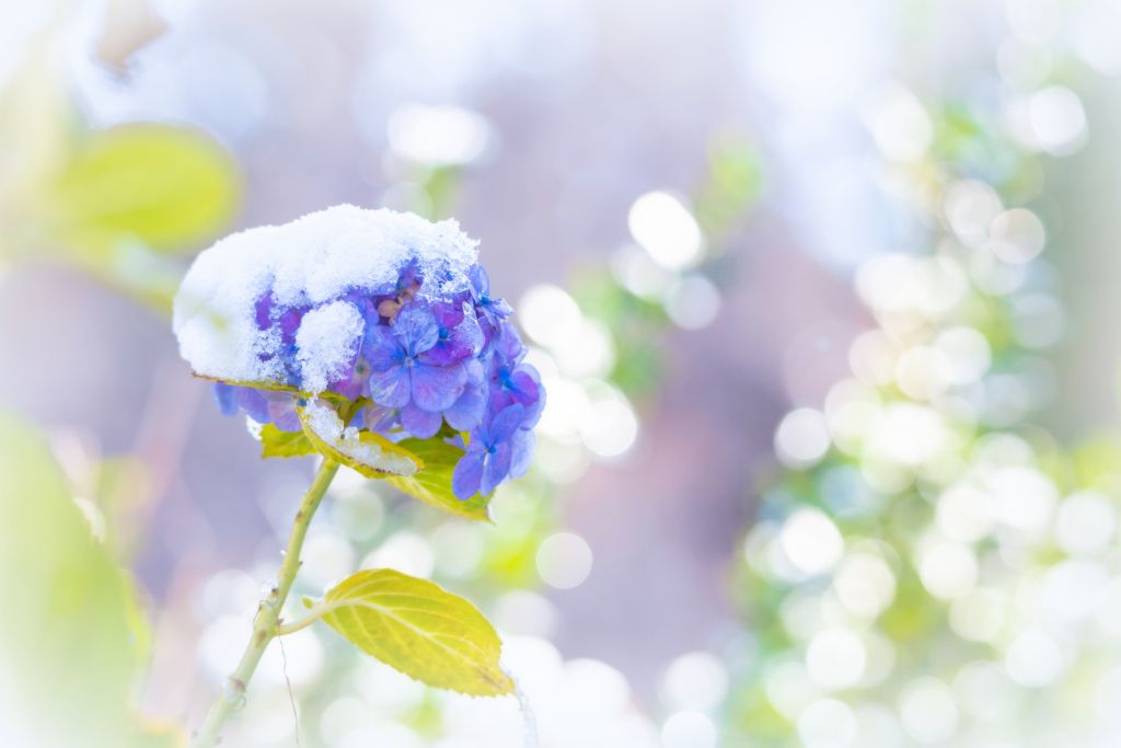 冬紫陽花 II