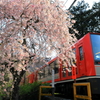 春の箱根 X