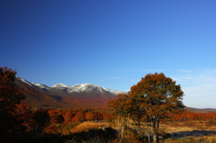 紅葉見頃の八甲田山 紅葉見頃の八甲田山