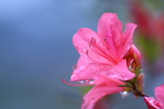 雨上がりのつつじ
