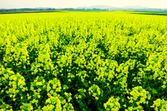 Yellow World I