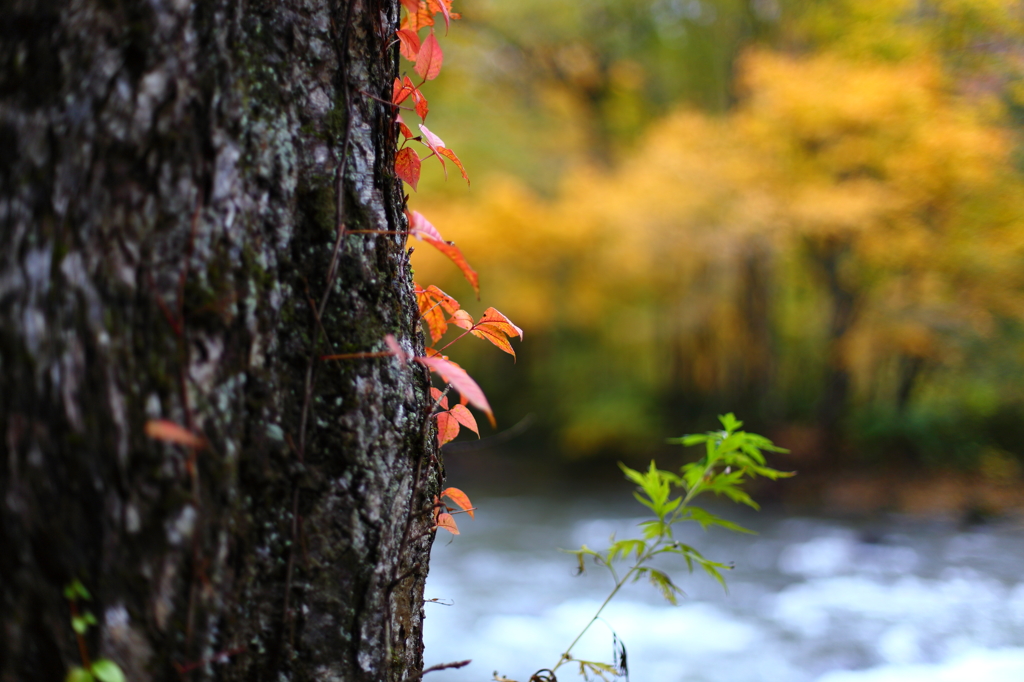 紅葉の奥入瀬渓流 46