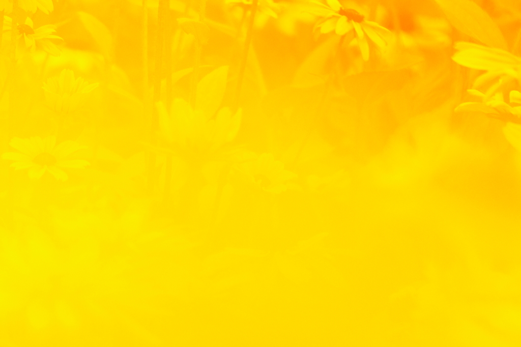 黄色い世界 その２