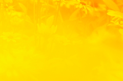 黄色い世界 その２