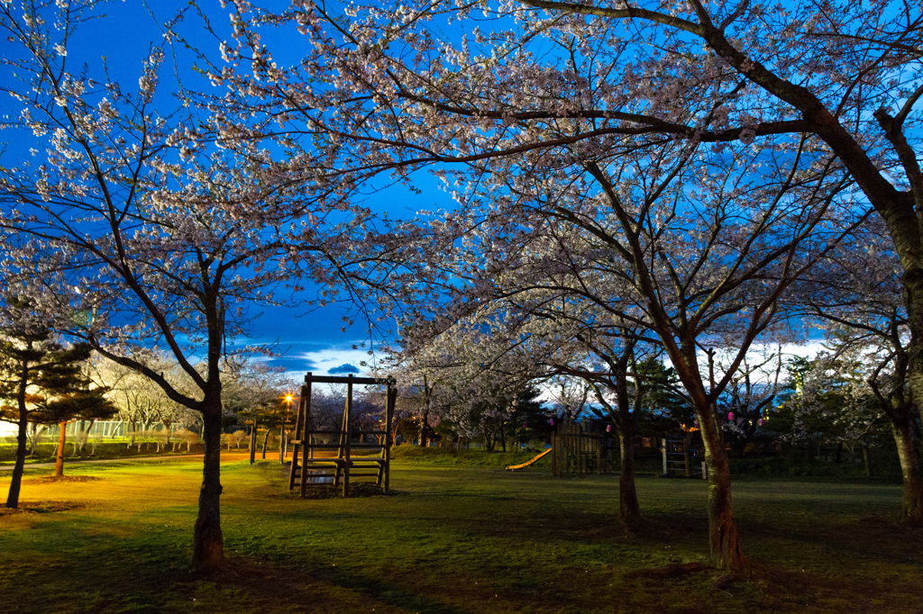 夕闇のいちょう公園にて