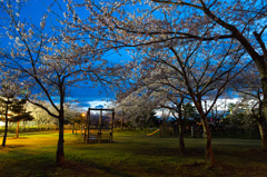 夕闇のいちょう公園にて