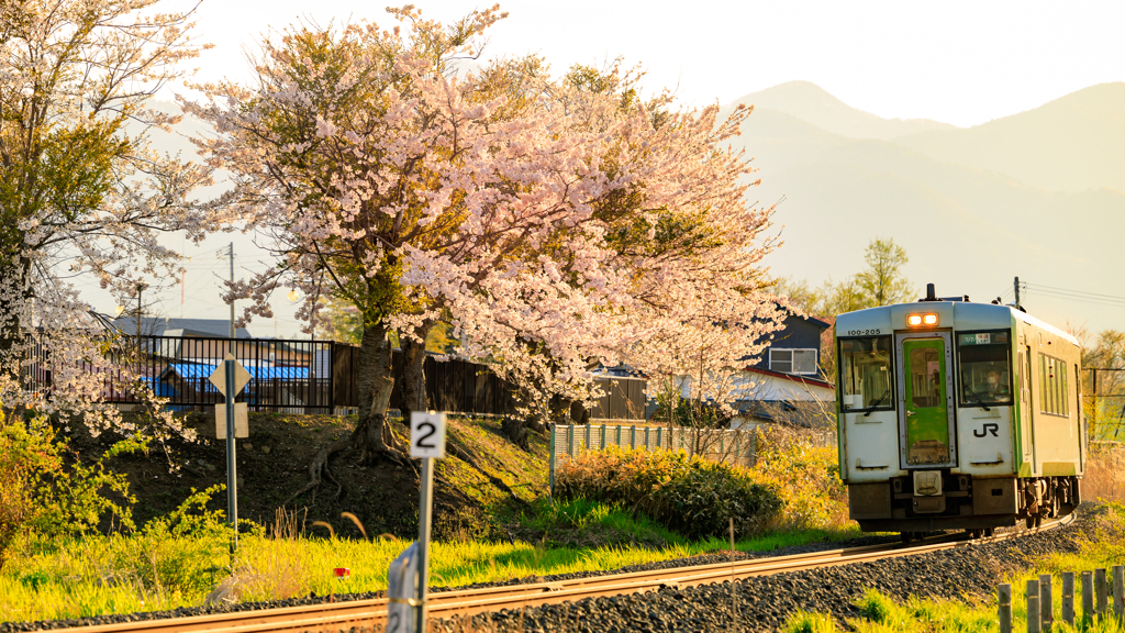 輝く桜を・・・