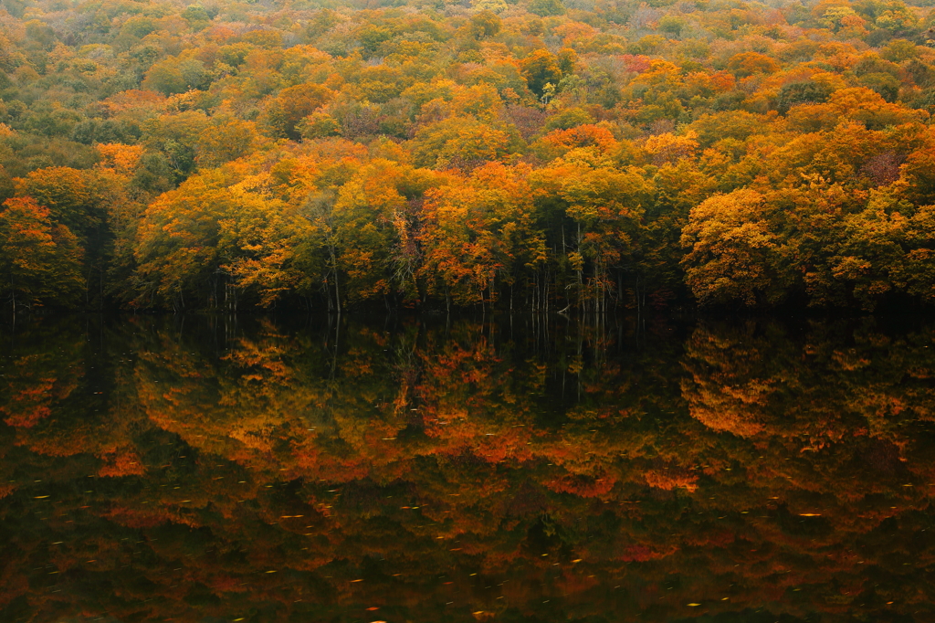 鏡紅葉 IV