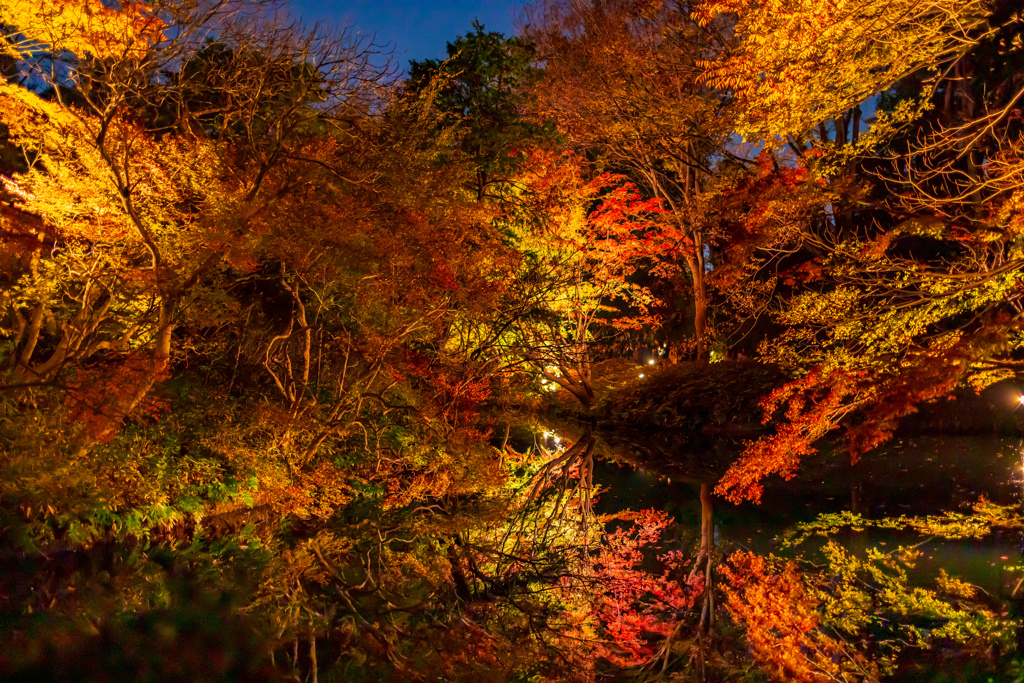 夜の紅葉