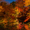 夜の紅葉