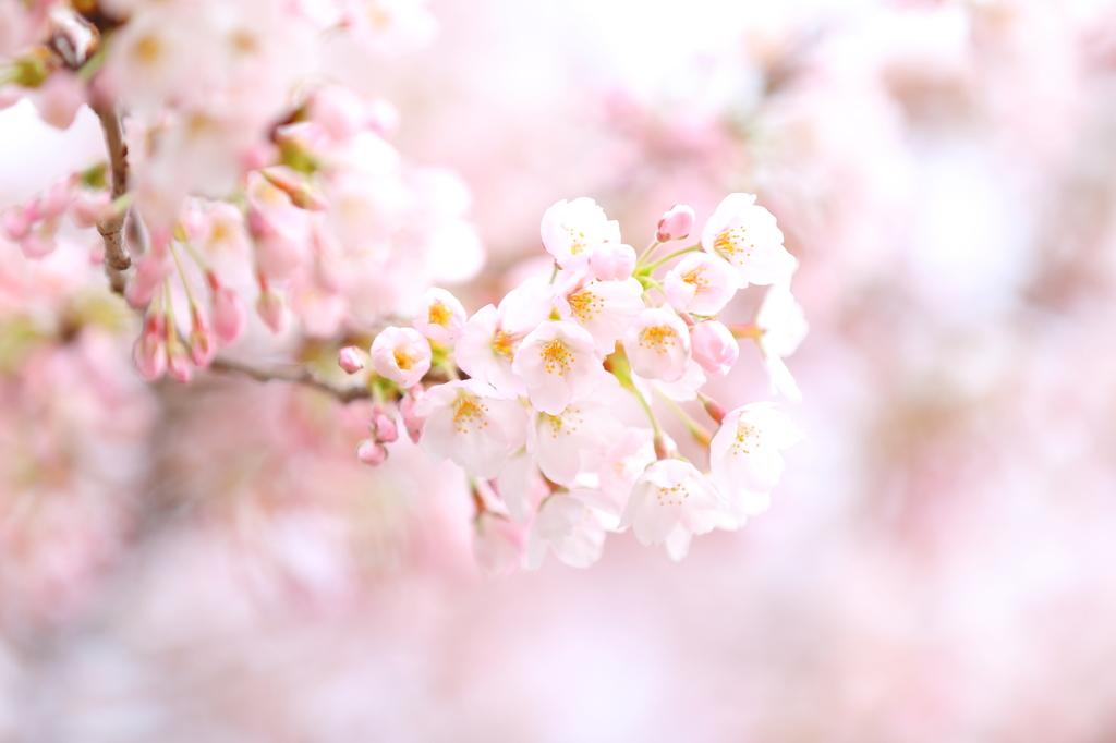 内丸の桜 I