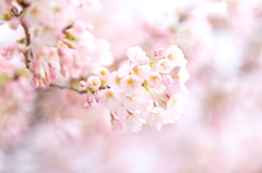 内丸の桜 I