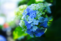 Hydrangea VI