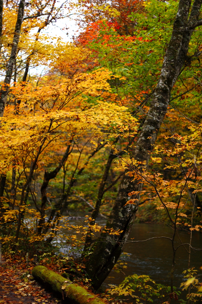 紅葉の奥入瀬渓流 15